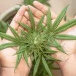 marijuana leaf 5315561 1280