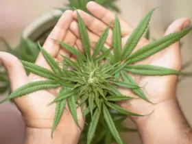 marijuana leaf 5315561 1280