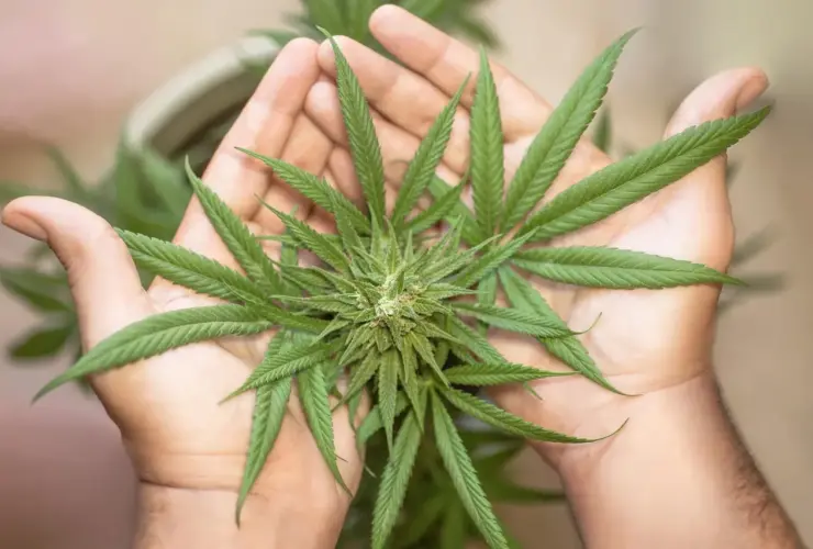 marijuana leaf 5315561 1280
